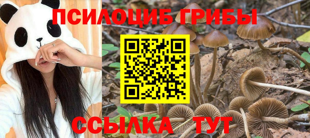 Галлюциногенные грибы Psilocybine cubensis Иваново